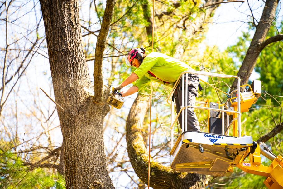 Tree Trimming Experts